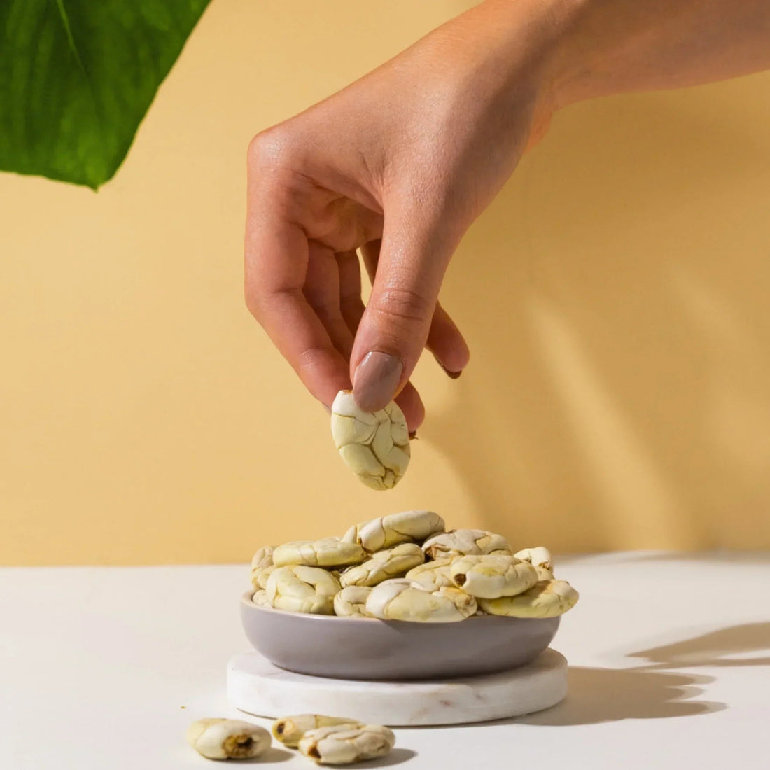 Macambo, Cacao Blanco, weiße Kakaobohne aus Wildsammlung aus Ecuador Amazonas
