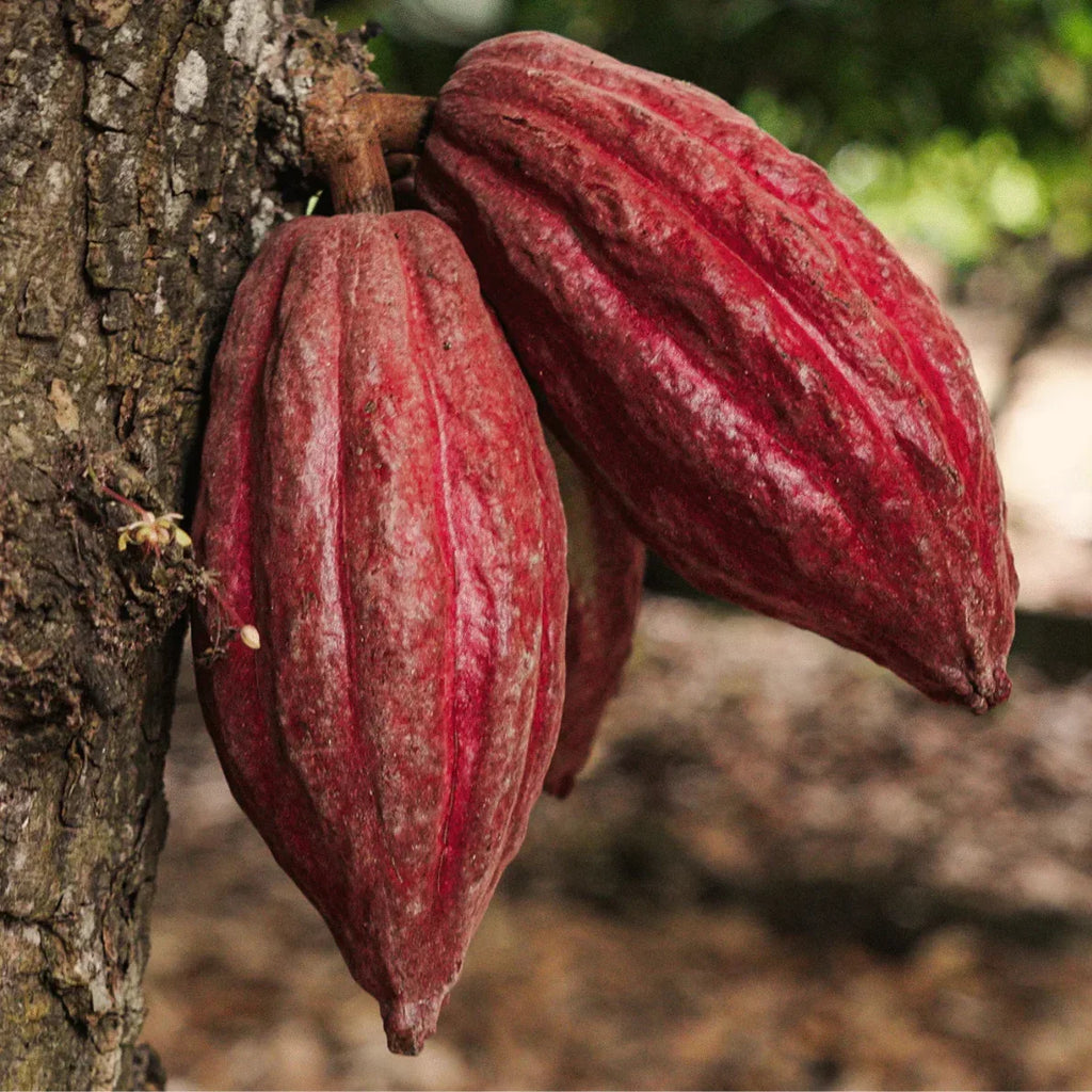 Zeremonieller Kakao, Ceremonial Blend – feiner zeremonieller Bio Kakao aus Peru. Eine harmonische Mischung aus Criollo und Trinitario Bohnen aus Juanjuí, mit mild-fruchtigem Aroma. Direkt und fair von Kleinbauern bezogen, ideal für Rituale, Meditation und tägliche Kakaozeremonien – erdend, sanft herzöffnend und belebend.