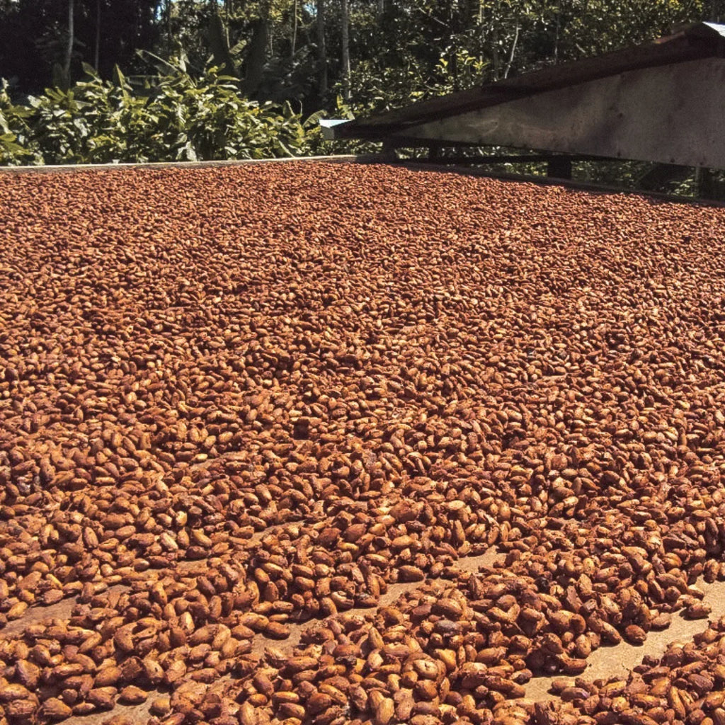 Zeremonieller Kakao, feiner zeremonieller Bio Kakao aus Kolumbien. Eine harmonische Mischung aus Criollo und Trinitario Bohnen aus Juanjuí, mit mild-fruchtigem Aroma. Direkt und fair von Kleinbauern bezogen, ideal für Rituale, Meditation und tägliche Kakaozeremonien – erdend, sanft herzöffnend und belebend.