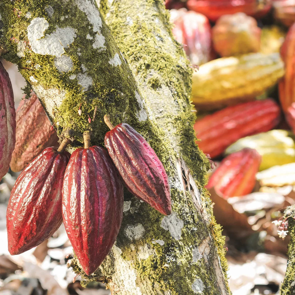 Zeremonieller Kakao, feiner zeremonieller Bio Kakao aus Kolumbien. Eine harmonische Mischung aus Criollo und Trinitario Bohnen aus Juanjuí, mit mild-fruchtigem Aroma. Direkt und fair von Kleinbauern bezogen, ideal für Rituale, Meditation und tägliche Kakaozeremonien – erdend, sanft herzöffnend und belebend.