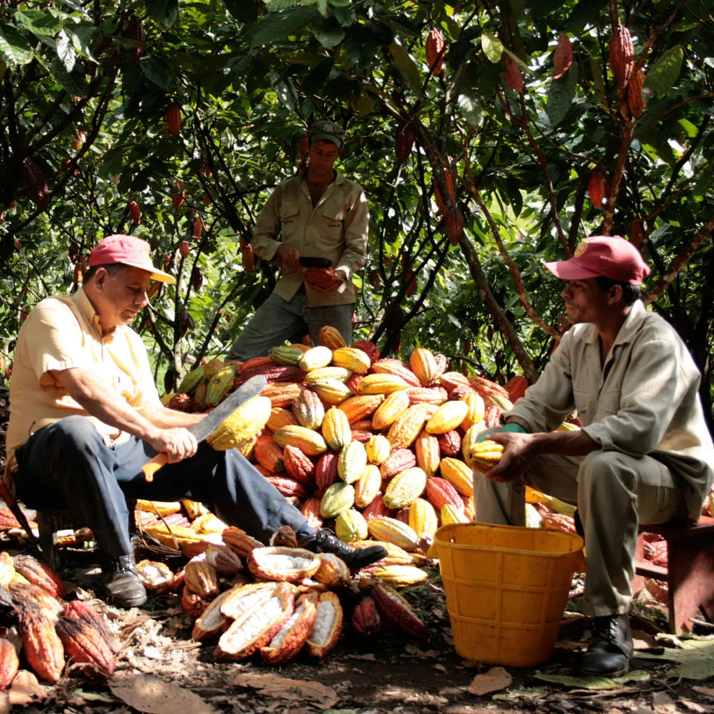 Zeremonieller Kakao, feiner zeremonieller Bio Kakao aus Kolumbien. Eine harmonische Mischung aus Criollo und Trinitario Bohnen aus Juanjuí, mit mild-fruchtigem Aroma. Direkt und fair von Kleinbauern bezogen, ideal für Rituale, Meditation und tägliche Kakaozeremonien – erdend, sanft herzöffnend und belebend.