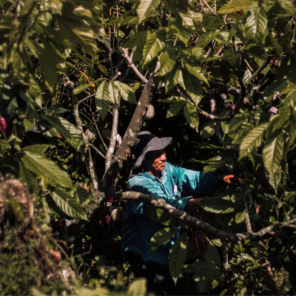 Zeremonieller Kakao, Ceremonial Blend – feiner zeremonieller Bio Kakao aus Peru. Eine harmonische Mischung aus Criollo und Trinitario Bohnen aus Juanjuí, mit mild-fruchtigem Aroma. Direkt und fair von Kleinbauern bezogen, ideal für Rituale, Meditation und tägliche Kakaozeremonien – erdend, sanft herzöffnend und belebend.