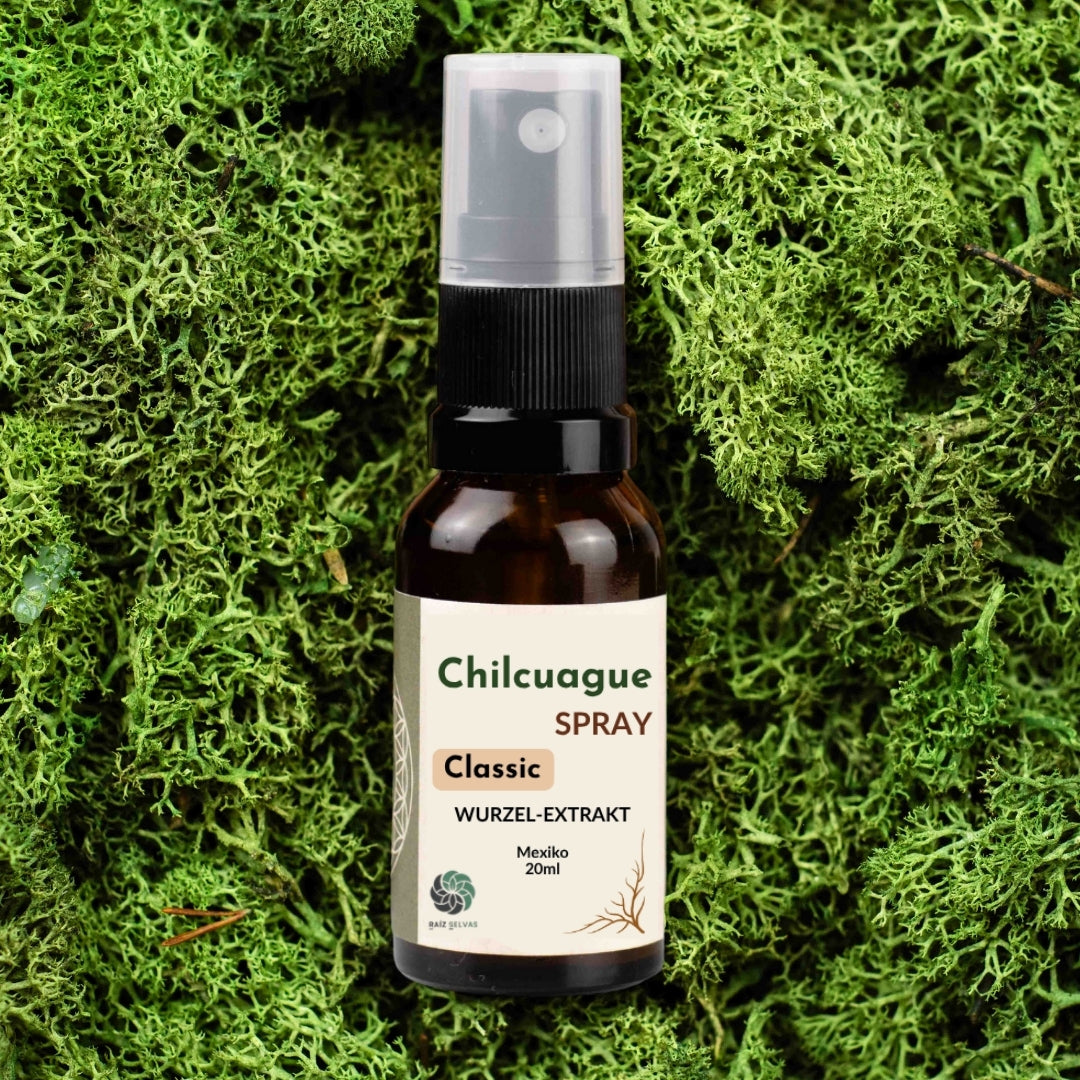 Chilcuague Spray, Wurzel Extrakt aus Mexiko, golden root, Heliopsis longipes, aztekische goldwurzel, extrakt, tinktur, kriblendes Mundspray, Raiz Selvas, 20ml Spray, Anwendung Spray