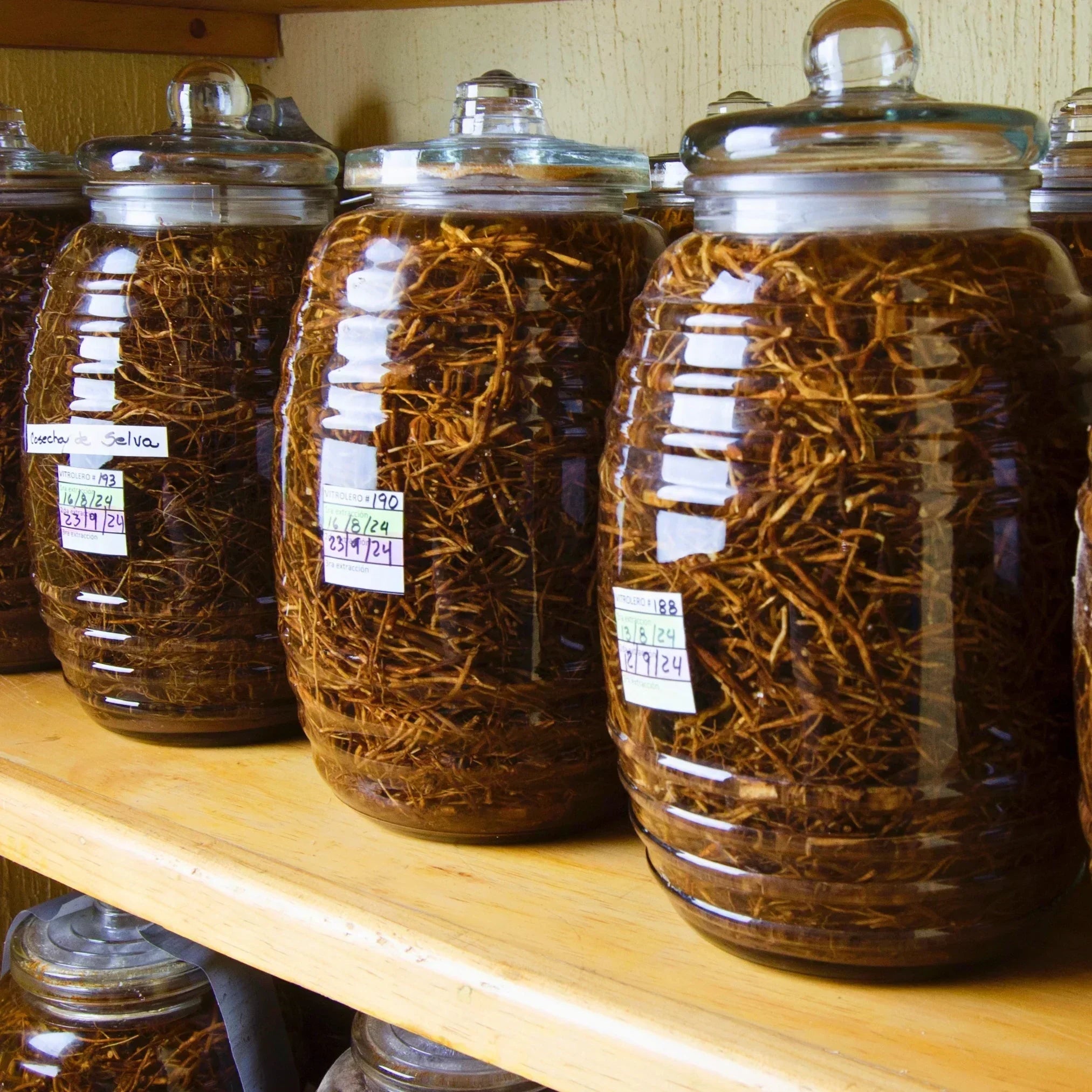 Chilcuague Spray, Wurzel Extrakt aus Mexiko, golden root, aztekische goldwurzel, extrakt, tinktur, kriblendes Mundspray, Raiz Selvas