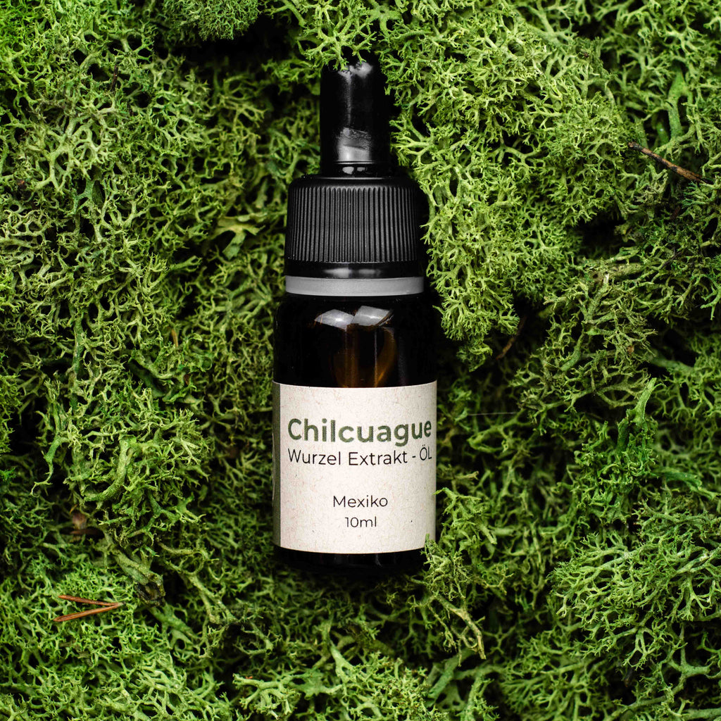 Chilcuague Öl, Wurzel Extrakt, Tinktur, Goldene Wurzel, golden root, aus Mexiko, Pipette, Glasflasche, 10ml