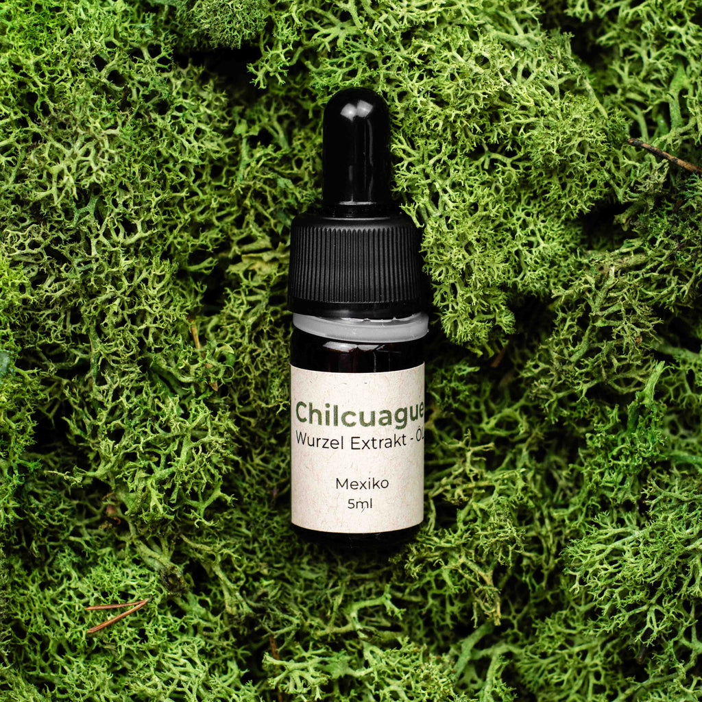 Chilcuague Set, golden root, goldenen wurzel aus Mexiko, chilcuague Öl Spray Paste