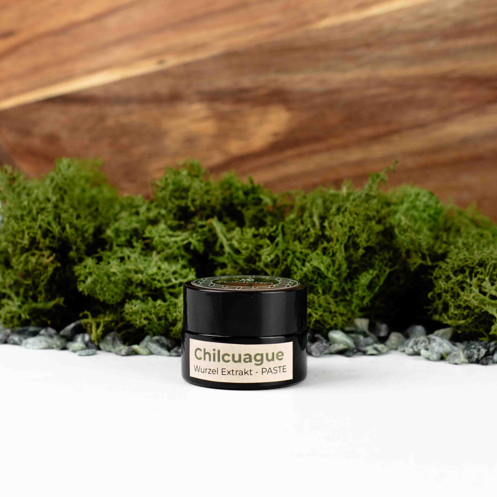 Chilcuague Paste, Wurzel Extrakt, goldene Wurzel, golden root, paste, Konzentrat