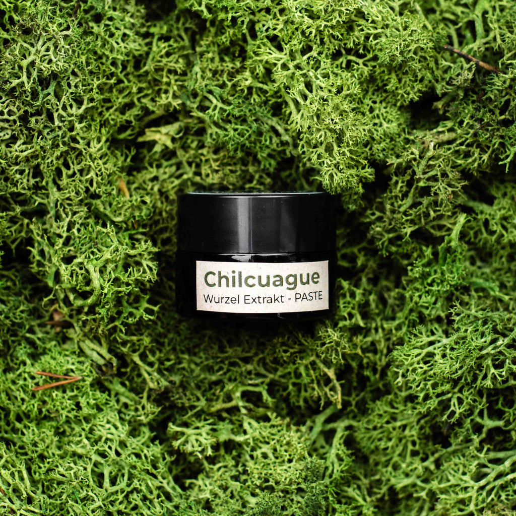 Chilcuague Set, golden root, goldenen wurzel aus Mexiko, chilcuague Öl Spray Paste