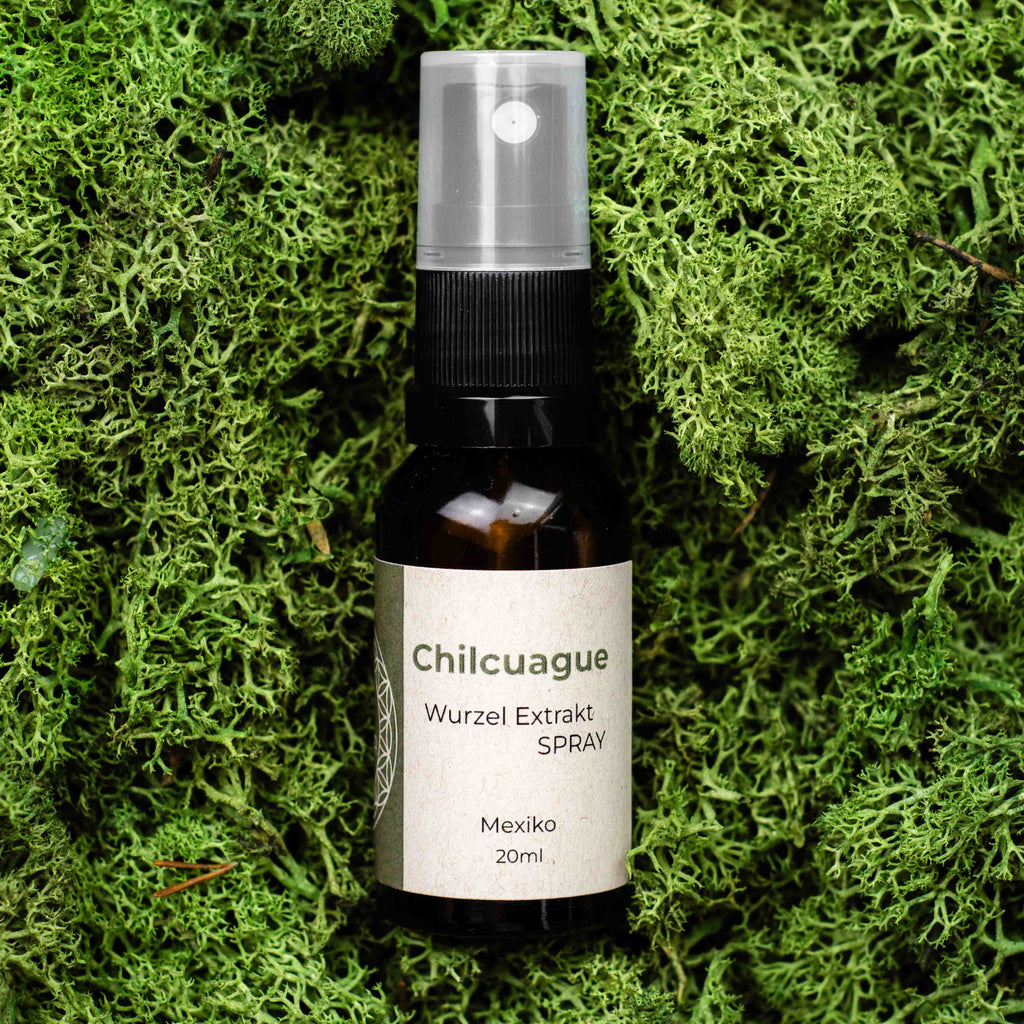 Chilcuague Spray, golden root, goldenen wurzel aus Mexiko, chilcuague Öl Spray, Artesische Goldwurzel