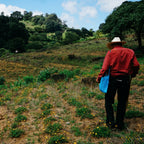 chilcuague die goldene wurzel aus Mexiko  von Kleinbauern, Chilcuague Spray Extrakt Tinktur 