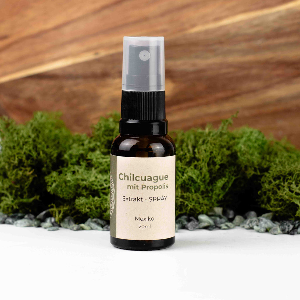 Chilcuague mit Propolis, Wurzel Extrakt, Tinktur, Spray in Glasflasche Propolis