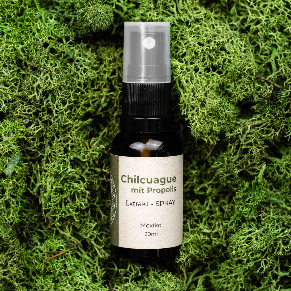 Chilcuague mit Propolis, Wurzel Extrakt, Tinktur, Spray in Glasflasche Propolis