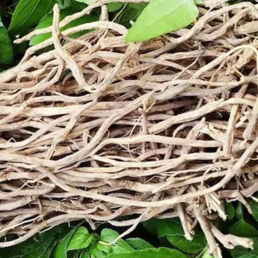 Chilcuague Spray, Golden root, Wurzel extract, goldene Wurzel Tinktur 