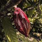 Zeremonieller Kakao aus Peru, bio Kakaomasse 