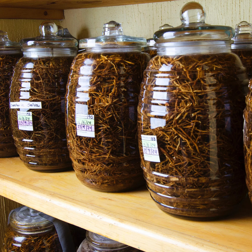 Chilcuague, goldene wurzel der azteken, Wurzelextrakt, Wurzel aus Mexiko, golden root, root extract, Mexiko, artesische Wurzel, Chilcuague Spray Öl Paste, Extrakt, Tinktur