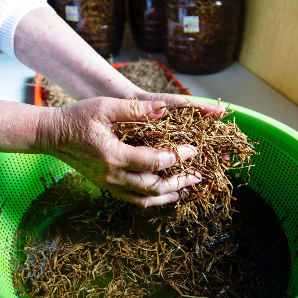 Chilcuague, goldene wurzel der azteken, Wurzelextrakt, Wurzel aus Mexiko, golden root, root extract, Mexiko, artesische Wurzel, Chilcuague Spray Öl Paste, Extrakt, Tinktur