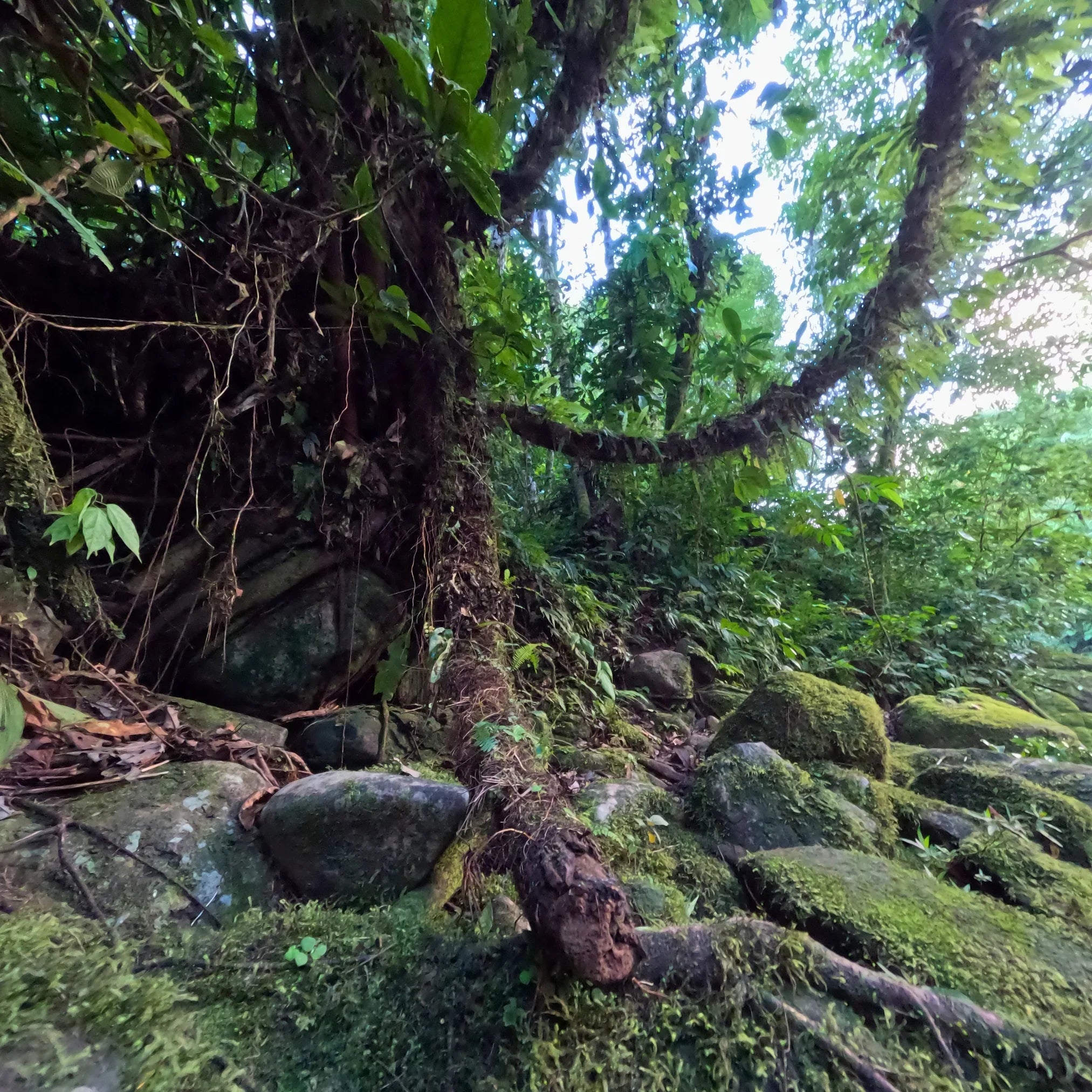 Katzenkralle Liane im dichten Amazonas Regenwald, Heilpflanze, Naturprodukt, Wildsammlung