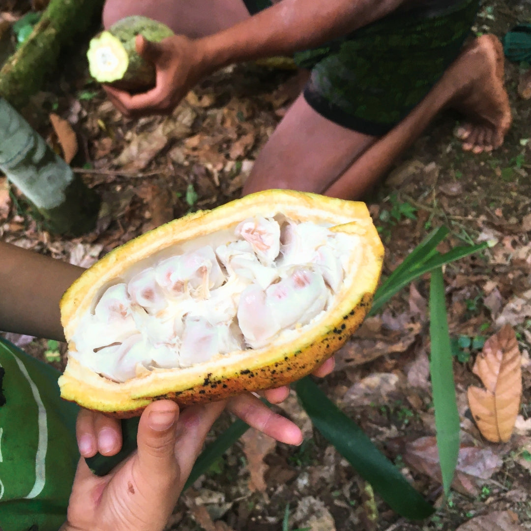 Cacao Blanco, Macambo, weiße Kakao Bohne aus Südamerika, Wildsammlung aus Ecuador, Anleitung, Inhaltsstoffe 