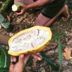 Cacao Blanco, Macambo, weiße Kakao Bohne aus Südamerika, Wildsammlung aus Ecuador, Anleitung, Inhaltsstoffe 