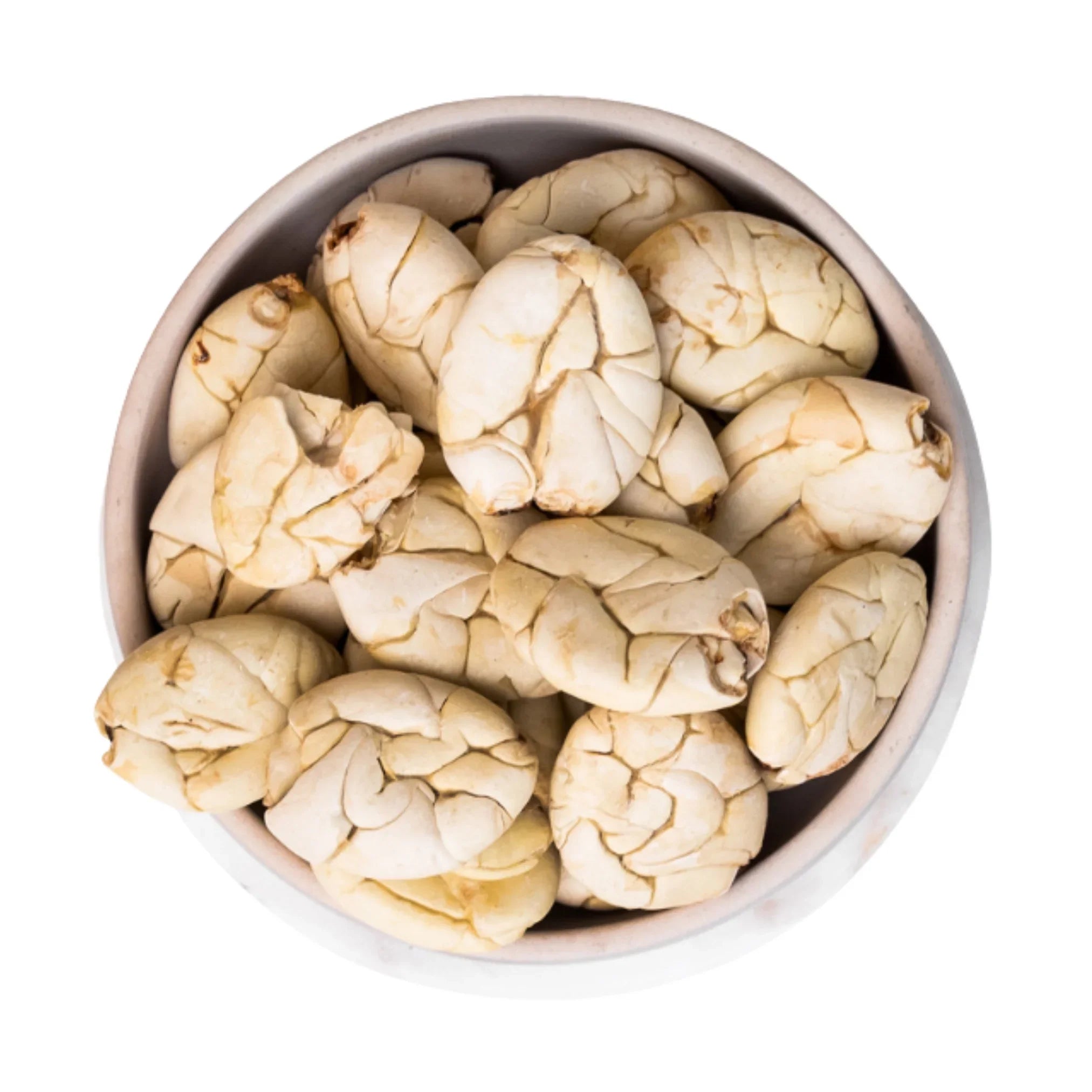 Cacao Blanco, Macambo, weiße Kakao Bohne aus dem Amazonas, Wildsammlung aus Ecuador