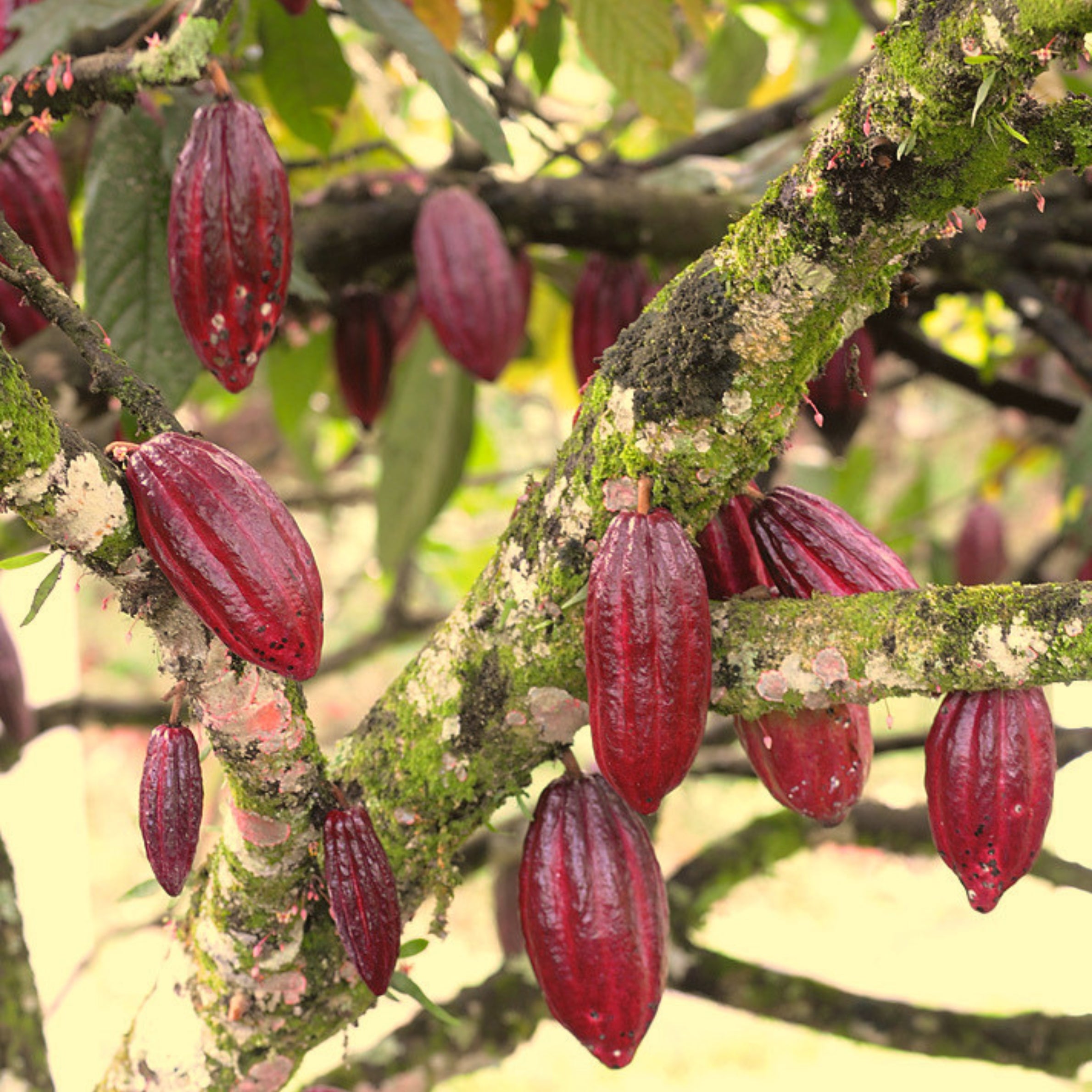 Zeremonieller Kakao aus Peru, bio Kakaomasse 