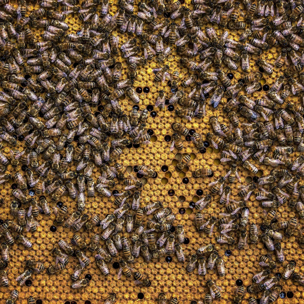 Chilcuague mit Propolis, Wurzel Extrakt, Tinktur, Spray in Glasflasche Propolis, Mexikanische Goldwurzel mit Bienenharz, Wurzel der Azteken. Chilcuague Extrakt Tinktur Spray