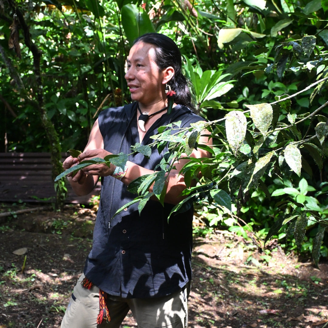 Wayusa, Guayusa, Ilex Guayusa, Wildsammlung, Energie Tee aus Ecuador vom Stamm der Kichwa, Mate, Kaffeeersatz, getrocknete Blätter ohne Zusatzstoffe, Wayusa in Tüte 100g, Guya, Matchachin, Agustin stamm der kichwa