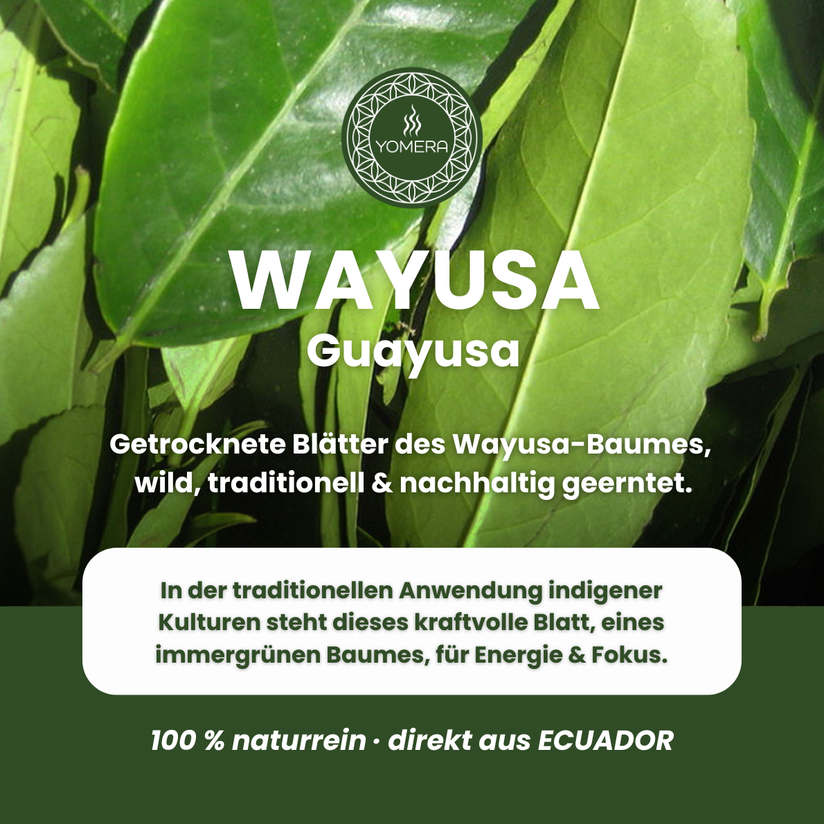 Wayusa, Guayusa, Guya,  Ilex guayusa, getrocknete Blätter aus Ecuador, tee aus dem amazonas, koffeeinhaltiger tee aus Südamerika, grüntee, mate tee, ways, guayusa fermentiert