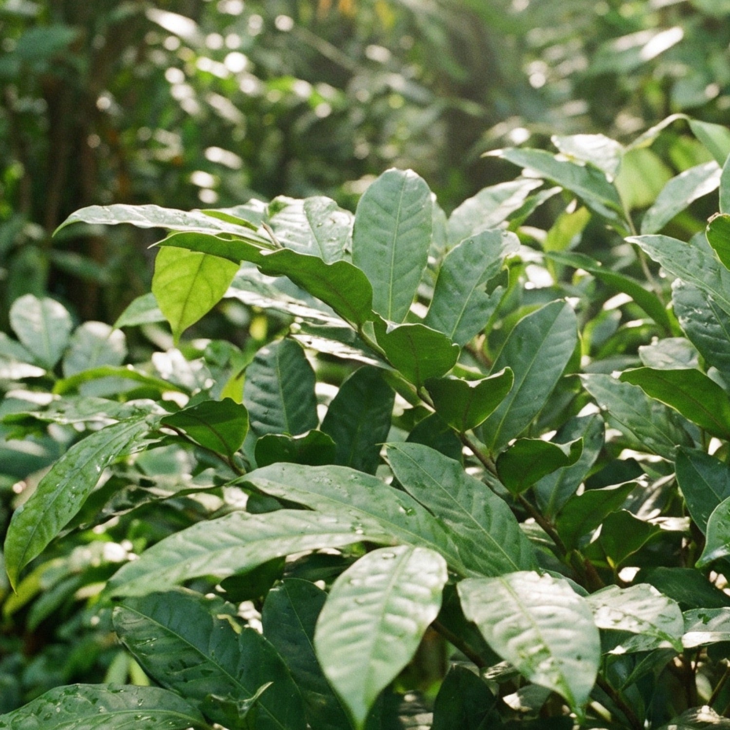 Wayusa, Guayusa aus Ecuador, Wildsammlung 
